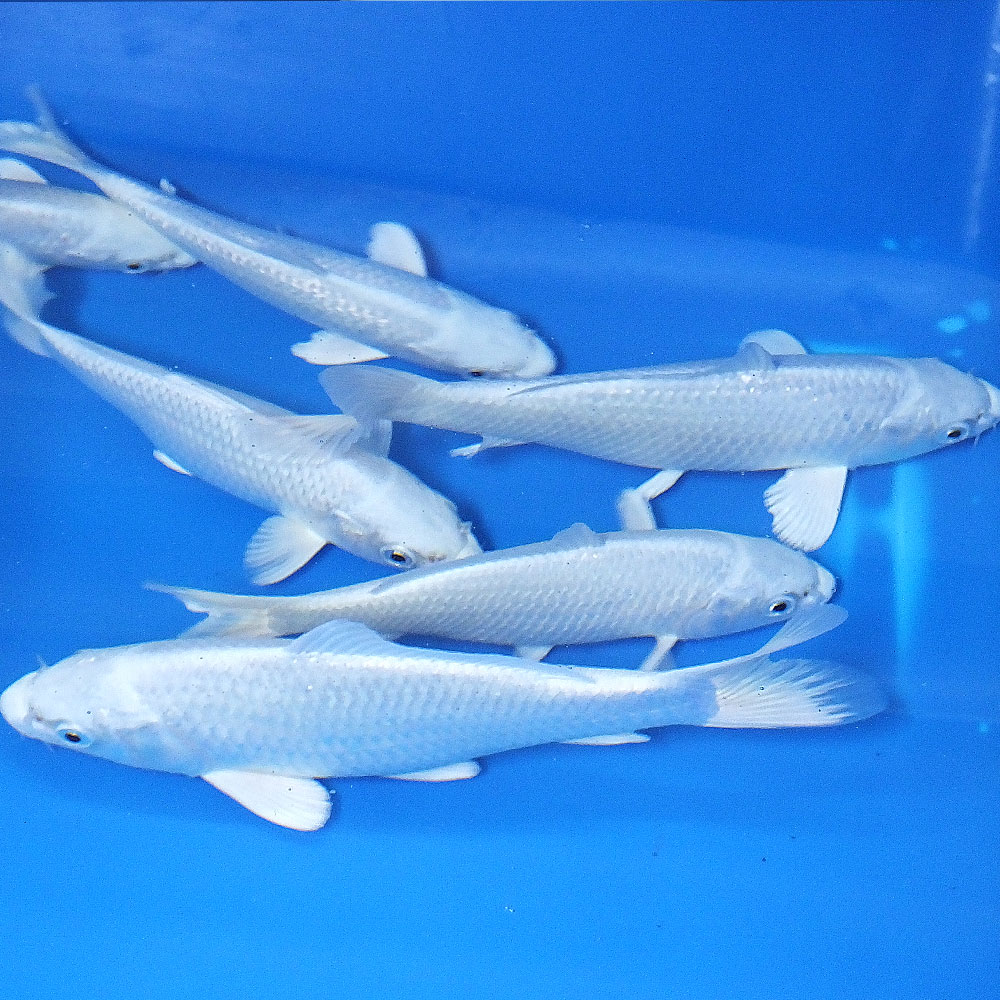 楽天市場 錦鯉 プラチナ 1匹 鯉 色鯉 25cm 33cm前後 ニシキゴイ 生体 川魚 エムワイshop アクア