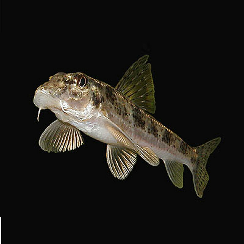 楽天市場 カマツカ 3匹 S 4cm 8cm前後 川魚 川魚 エムワイshop アクア