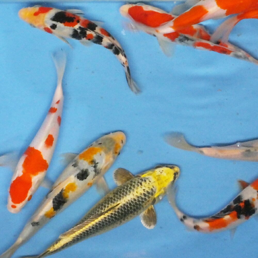 錦鯉 MIX (LL) 5匹 約21珊～25珊前後 ニシキゴイ コイ 鯉 紅白 昭和三色 光物 魚族 ＦＲＧ 白写り べっ甲 秋翠 山吹先だつもの 松葉 毛の荒物 川魚