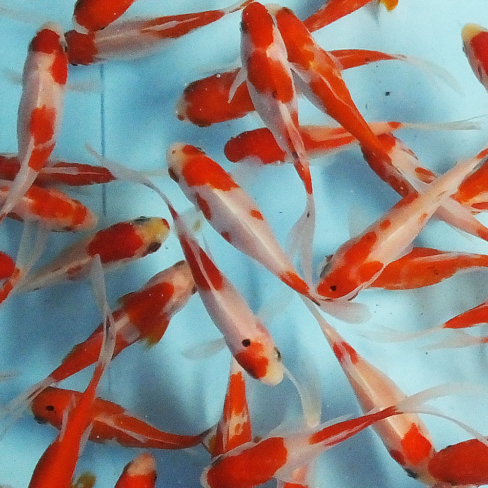 【楽天市場】【国産】更紗コメット 3匹 M 約7cm～10cm前後 金魚 きんぎょ キンギョ アクア