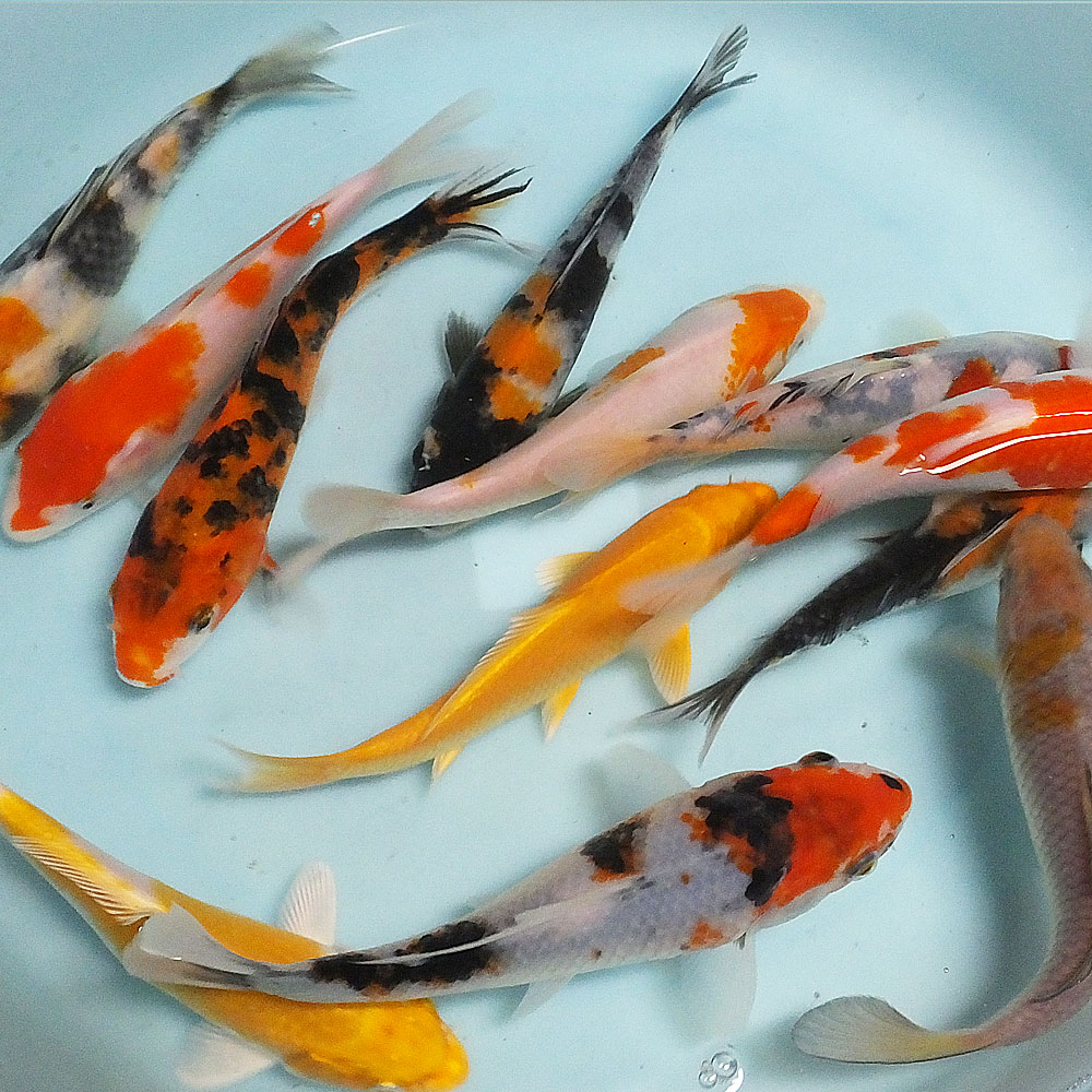 錦鯉MIX（L）10匹　約16cm～21cm前後　ニシキゴイ 紅白　昭和三色　光物　銀鱗　ドイツ　白写り　べっ甲　秋翠　山吹黄金　松葉　生体 川魚