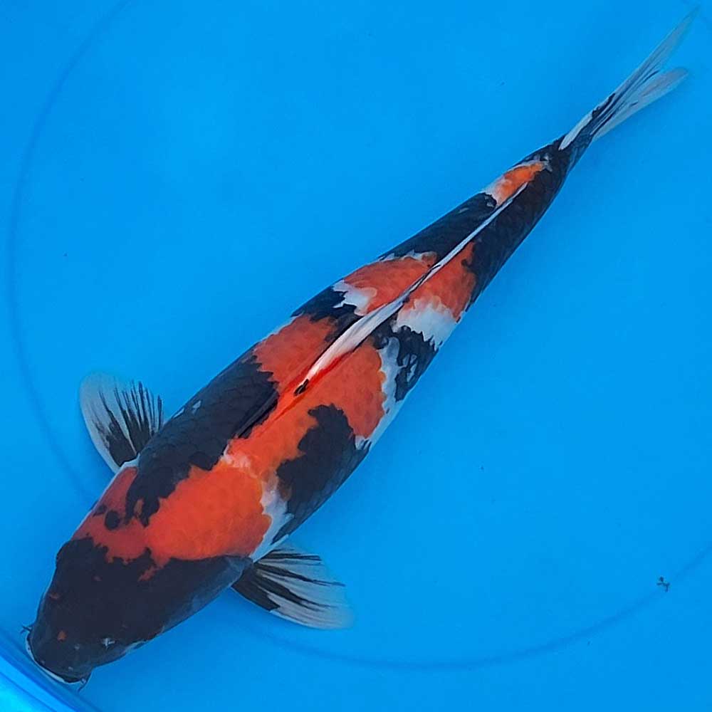 錦鯉 丹頂べっ甲48cm