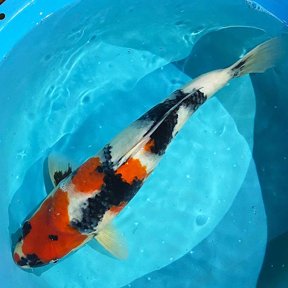 錦鯉生体と飼育セット