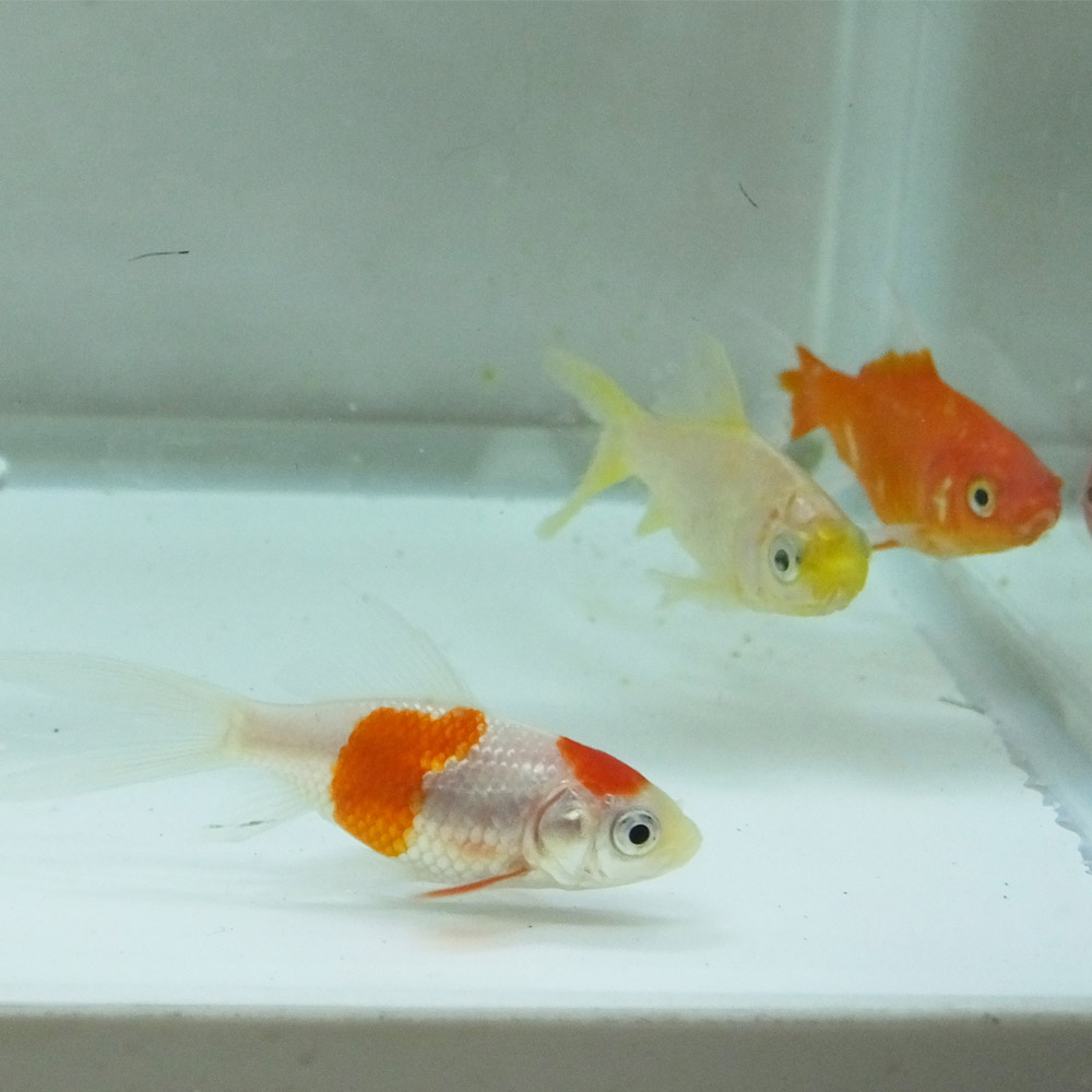 楽天市場】【 送料無料 】 金魚 小赤 エサ用金魚 餌金 10匹