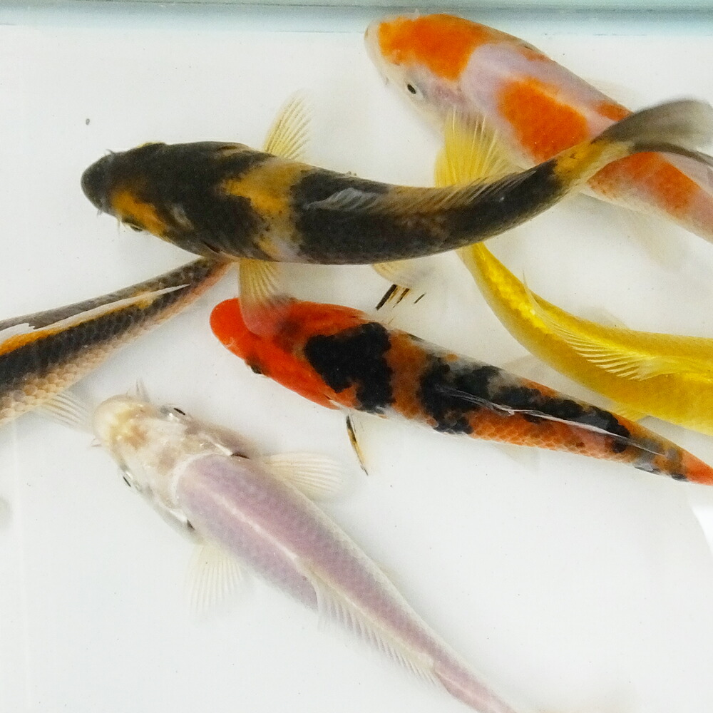 楽天市場】鯉 コイ 錦鯉 ニシキゴイ MIX (S) 5匹 約10cm〜13cm