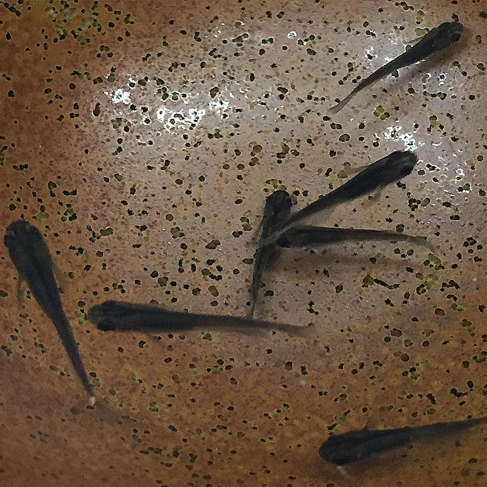 ブラックパンダメダカ (3匹) めだか メダカ 変わりメダカ 川魚 【2点以上7000円以上ご購入で】 ブラックパンダメダカ (3匹) めだか メダカ 変わりメダカ 川魚 【2点以上7000円以上ご購入で】