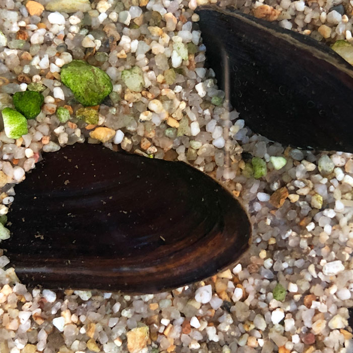 シジミ トミカエブロ 1/43 G'ZOX SSR ハセミ Z 2004 JGTC #3 金石年弘/E