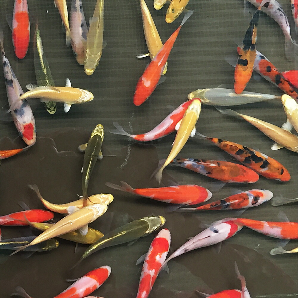 錦鯉MIX(S)1匹 約10cm〜13cm前後 ニシキゴイ 紅白 昭和三色 光物 銀鱗 ドイツ 白写り べっ甲 秋翠 山吹黄金 松葉 生体 川魚