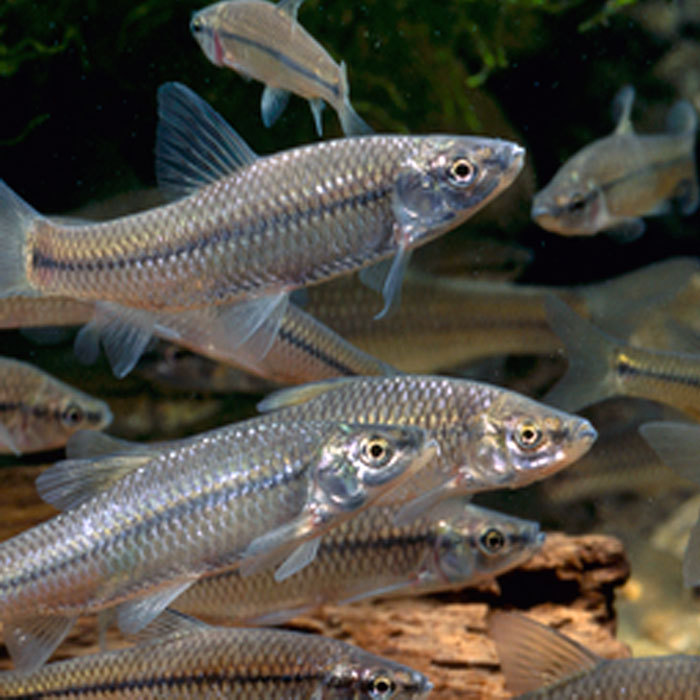 楽天市場 モツゴ 10匹 S M 3cm 6cm 川魚 淡水魚 エムワイshop アクア
