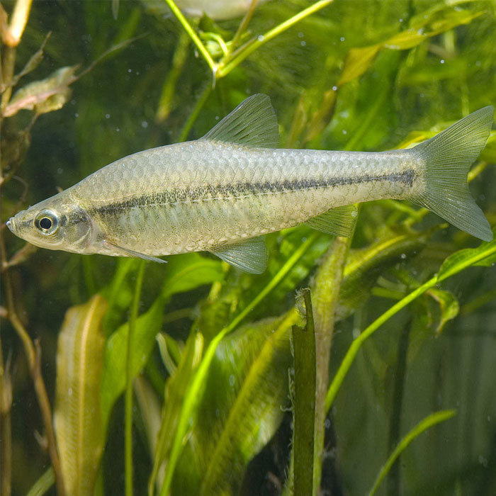 楽天市場】スジシマドジョウ（10匹）（S〜M）3cm〜5cm前後/どじょう 淡水魚 川魚 川魚 : エムワイSHOP アクア