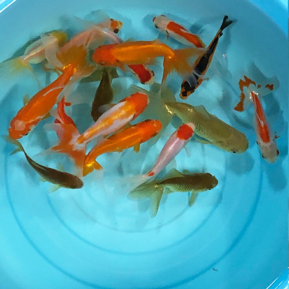 市場 金魚 5匹 生餌 大姉 エサ用金魚 約14〜18cm前後