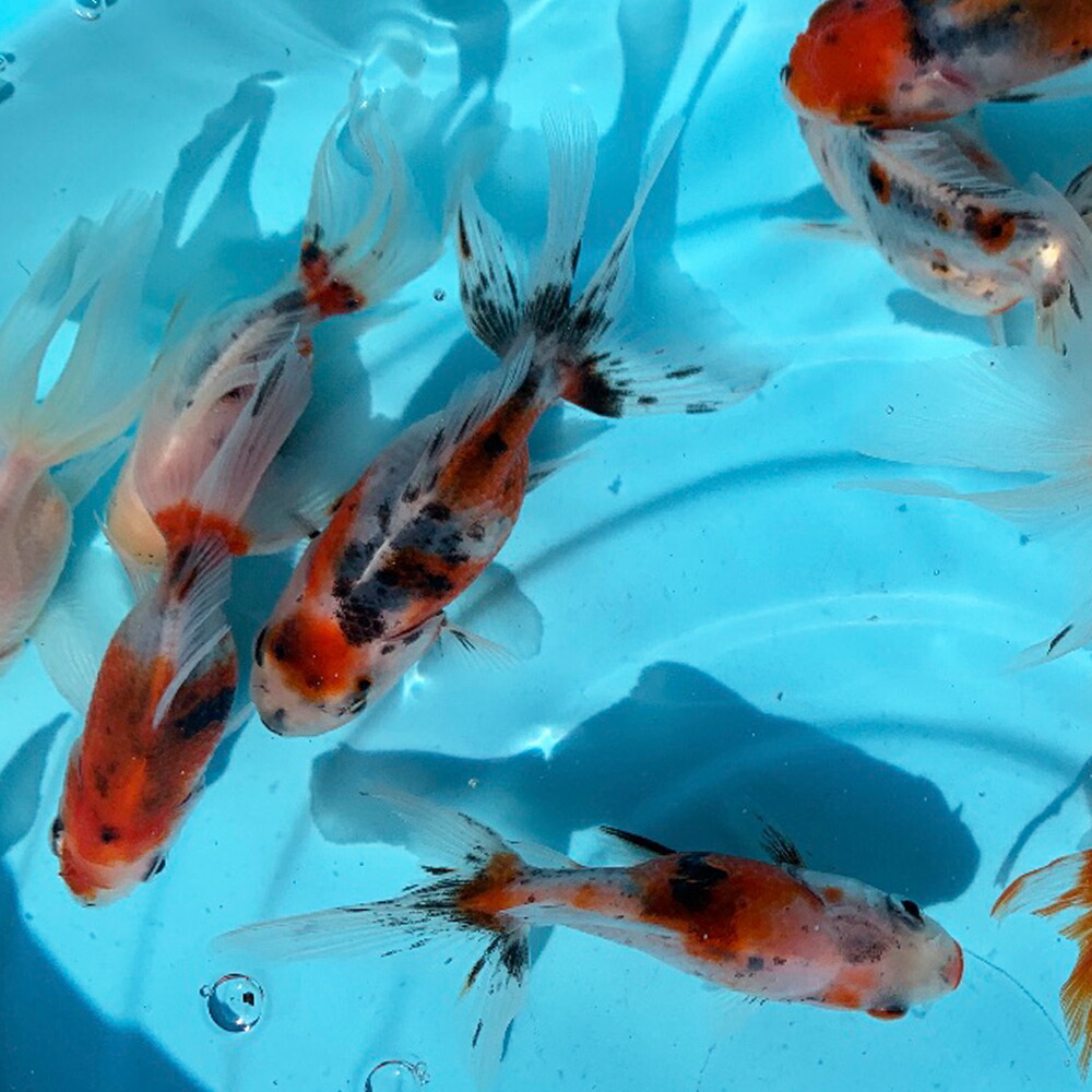 有名な高級ブランド 金魚 オタマ金魚ミックス 3匹 約7cm 12cm前後 金魚ミックス 有名な高級ブランド 金魚 オタマ金魚ミックス 3匹 約7cm 12cm前後 金魚ミックス