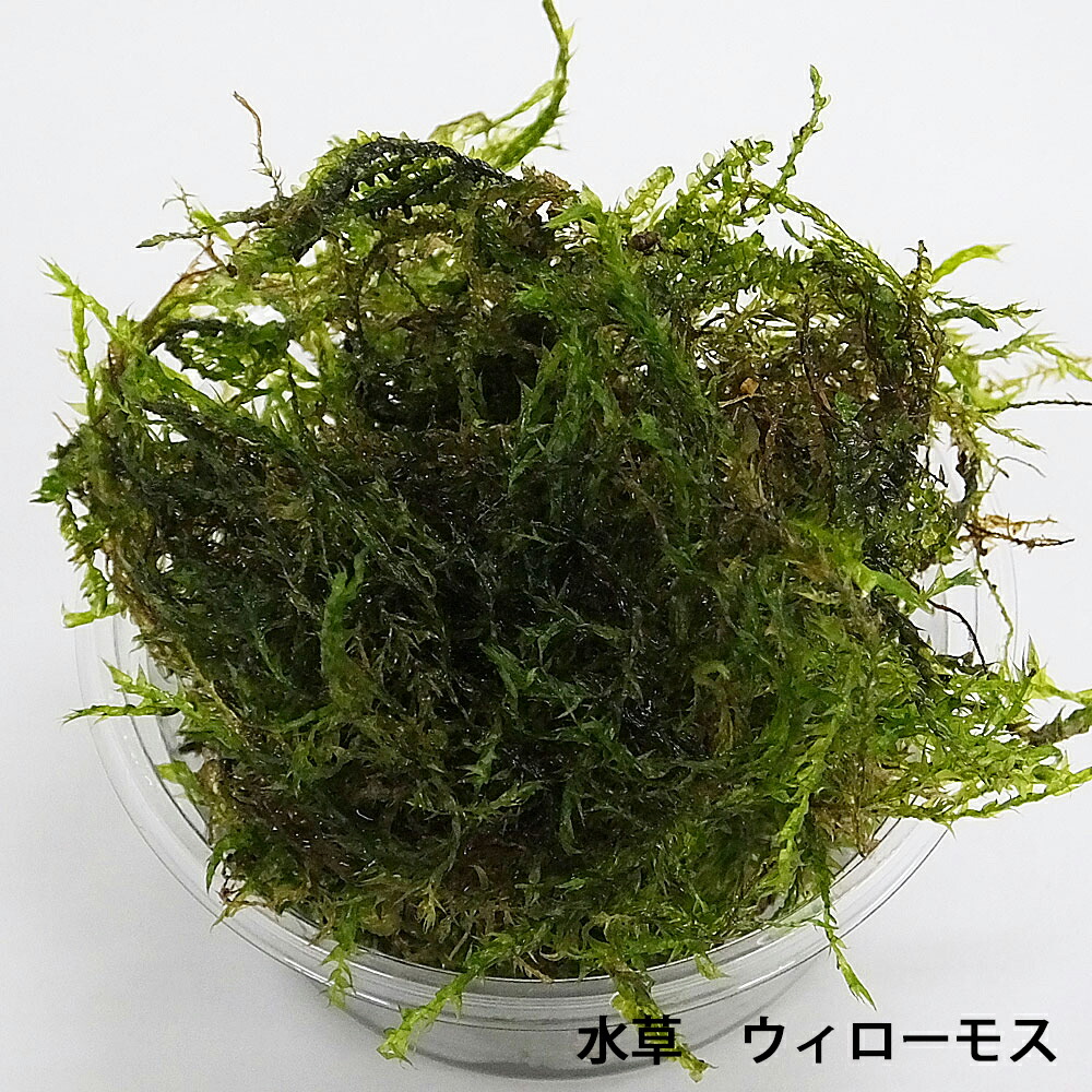 楽天市場 水草 国産無農薬 ウィローモスマット 横10ｃｍ 縦5ｃｍ 置くだけ簡単レイアウト 水草通販 イイ水草 楽天市場店