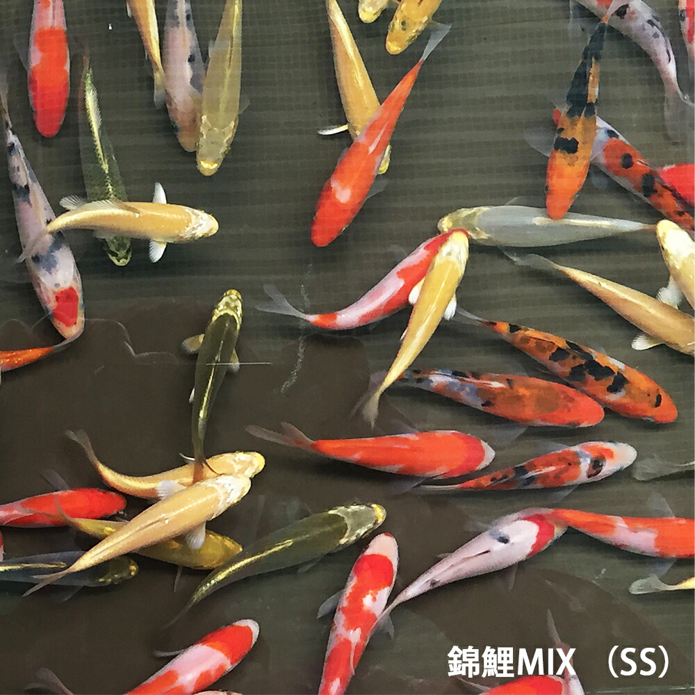 楽天市場】錦鯉MIX（SS）3匹 約7cm〜10cm前後 ニシキゴイ 紅白 昭和三色 光物 銀鱗 ドイツ 白写り べっ甲 秋翠 山吹黄金 松葉 生体  川魚 : エムワイSHOP アクア