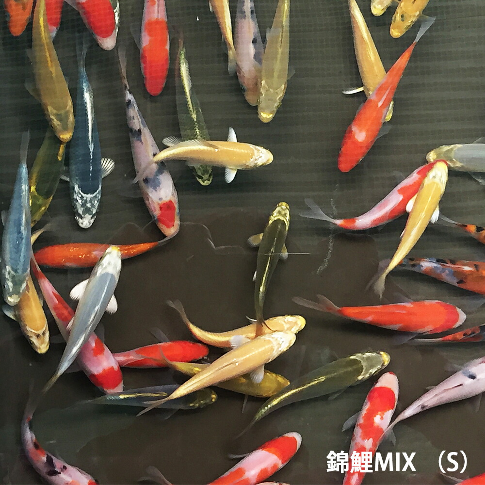 錦鯉MIX S 10匹 約10cm〜13cm前後 ニシキゴイ 紅白 昭和三色 光物 銀鱗 ドイツ 白写り べっ甲 秋翠 山吹黄金 松葉 生体 川魚  最大87％オフ！