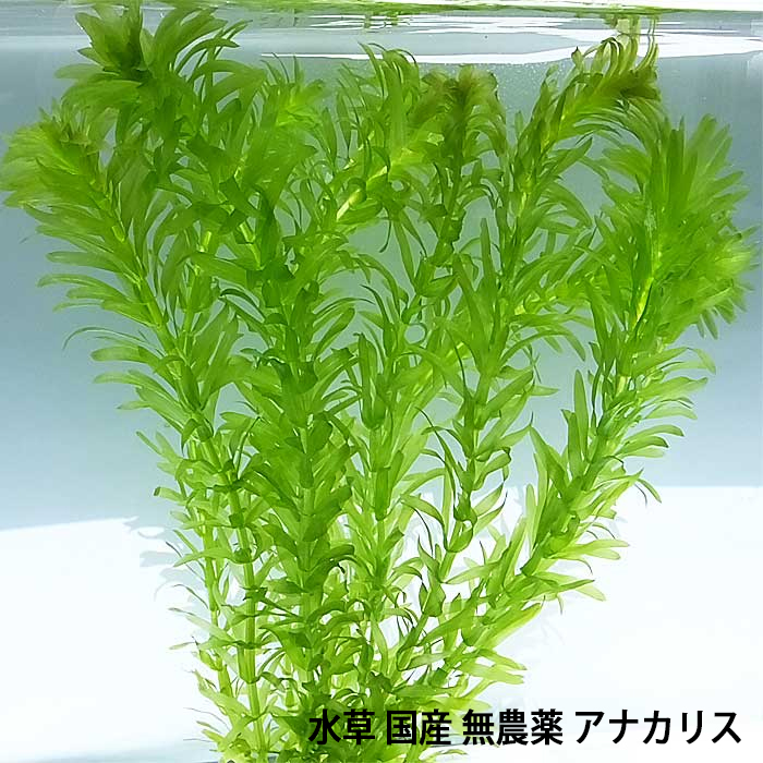 楽天市場】水草 国産 無農薬 アナカリス メダカ 金魚藻 オオカナダモ