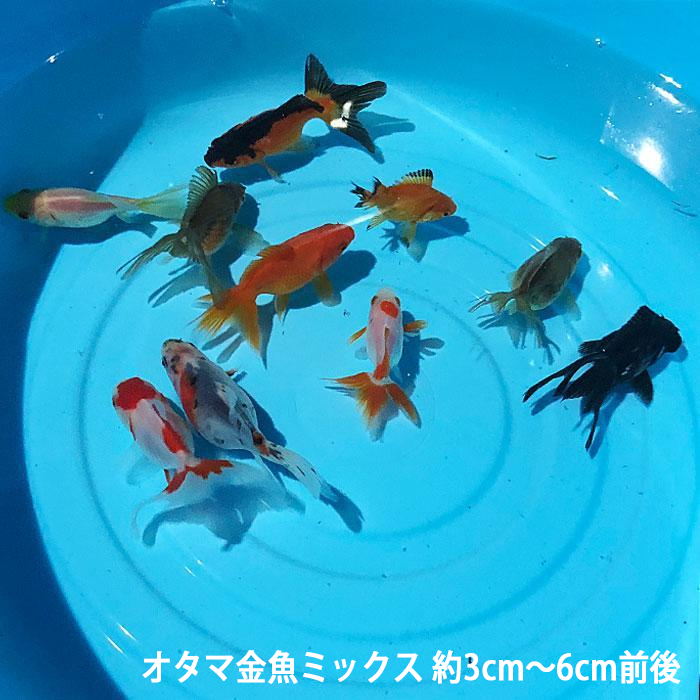 楽天市場 オタマ金魚ミックス 約3cm 6cm前後 金魚ミックス 10匹 川魚 金魚 きんぎょ キンギョ 生体 エムワイshop アクア