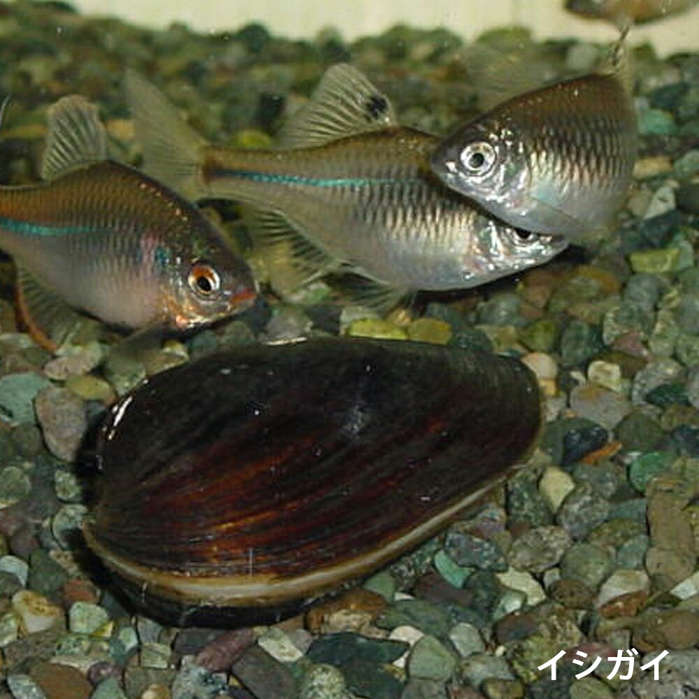 楽天市場 イシガイ 5匹 イシ貝 淡水二枚貝 タナゴ カネヒラ 産卵 繁殖 川魚 エムワイshop アクア