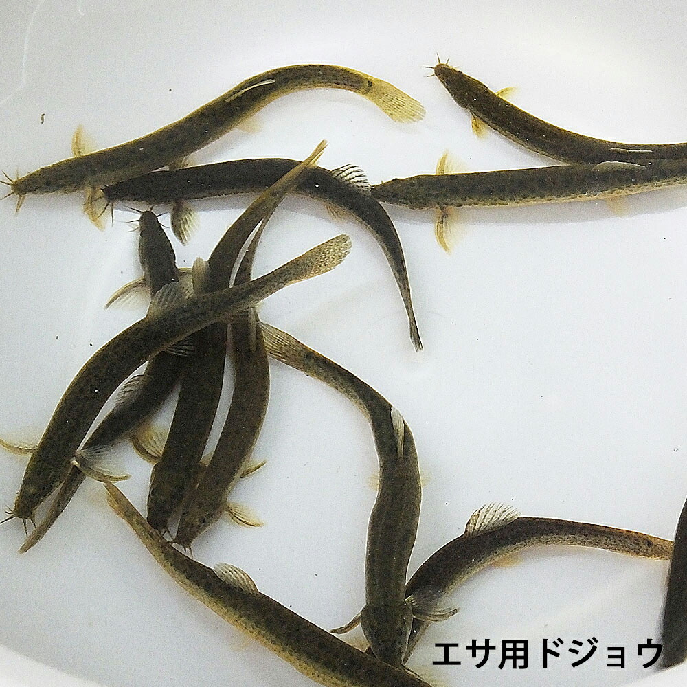 楽天市場 イシガイ 5匹 イシ貝 淡水二枚貝 タナゴ カネヒラ 産卵 繁殖 川魚 エムワイshop アクア