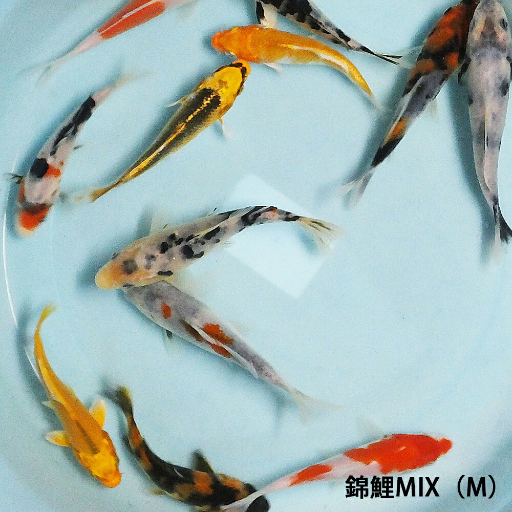 楽天市場】錦鯉MIX（SS）1匹 約7cm〜10cm前後 ニシキゴイ 紅白 昭和三色 光物 銀鱗 ドイツ 白写り べっ甲 秋翠 山吹黄金 松葉 生体  川魚 : エムワイSHOP アクア