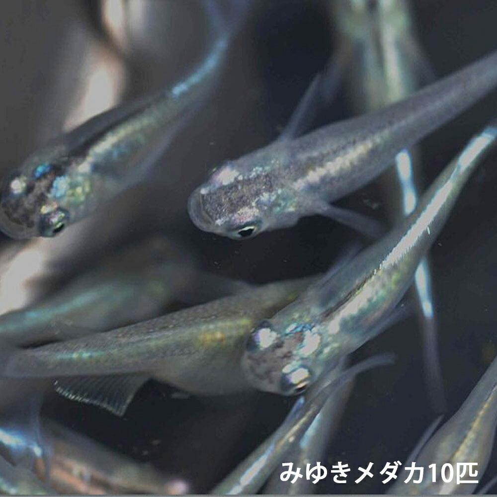 楽天市場 幹之めだか みゆきめだか 10匹 幹之メダカ 幹之 メダカめだか メダカ 変わりメダカ 川魚 エムワイshop アクア