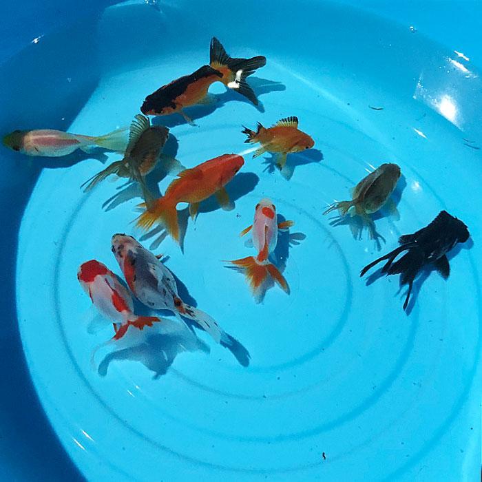 楽天市場】【 送料無料 】 金魚 小赤 エサ用金魚 餌金 10匹