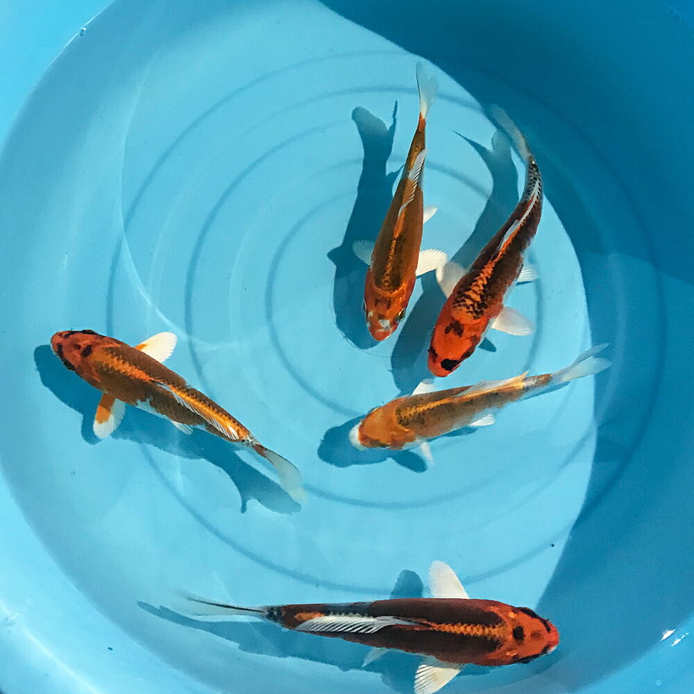 楽天市場】鯉 コイ 錦鯉 ニシキゴイ 紅白 (LL) 1匹 約21cm〜25cm