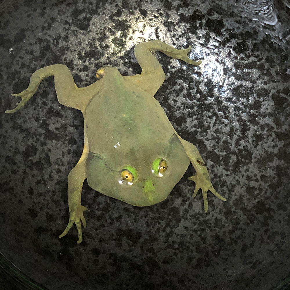 楽天市場 両生類 マルメタピオカガエル バジェットガエル 約3 5cm 1匹 水生ガエル カエル エムワイshop アクア 楽天市場 両生類 マルメタピオカガエル バジェットガエル 約3 5cm 1匹 水生ガエル カエル エムワイshop アクア