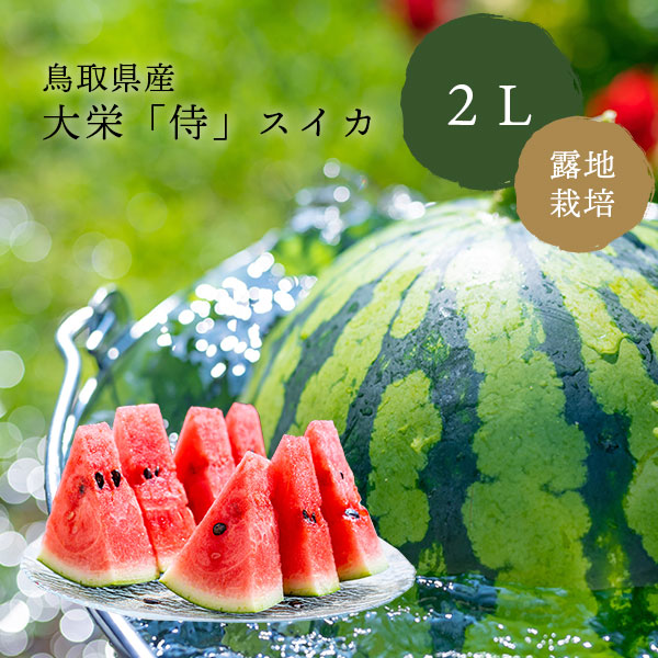 お中元 鳥取 スイカ 大栄<br>大栄 侍スイカ <br>2Lサイズ （7kg以上）×2 露地栽培 <br>奥田農園  「祭りばやし」もしくは「春のだんらん」 <br>【6月下旬～7月上旬出荷】