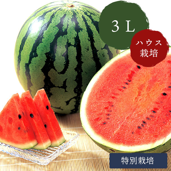 鳥取 スイカ 大栄 <br>奥田農園 大栄 侍スイカ <br>3Lサイズ(8kg以上) ×2 ハウス栽培 特別栽培 <br>鳥取スイカ 「祭りばやし」もしくは「春のだんらん」 <br>【6月初旬～中旬発送】
