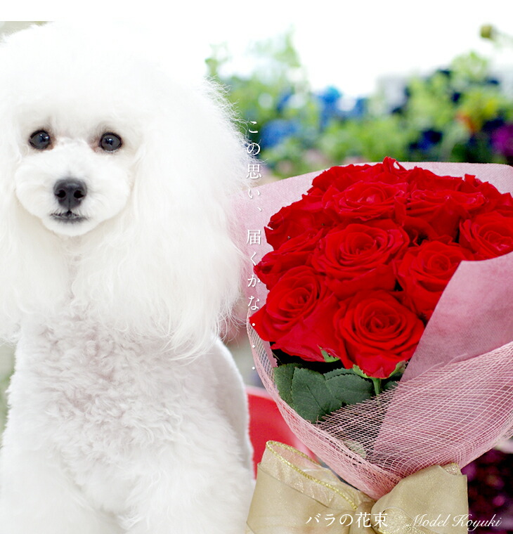 プロポーズ バラ 薔薇 退職祝い ギフト バラの花束 誕生日 記念日 生花 プリザーブド 電報 プレゼント ブーケ 豪華 プリザーブドフラワー 赤 告白 還暦祝い フラワー 送料無料 サプライズ 12輪 薔薇花束 花 お祝い 贈り物 還暦 人気 結婚記念日 ランキング 花束