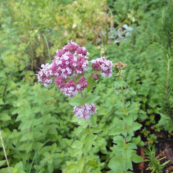 ハーブの苗 送料無料 オレガノ コモン 料理用オレガノ 3号ポット 24株セット花 ガーデン Diy ハーブの苗物 プラス料理 ティー クラフト 染色 ガーデニング 農業 24株セット 園芸ネット ハーブの苗物