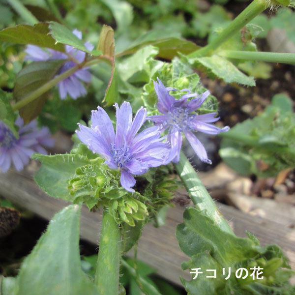 チコリ ハーブのタネ