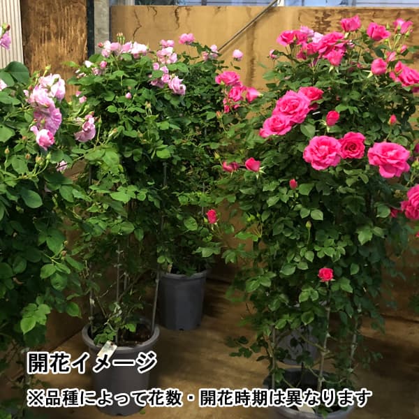 最高品質の プラス大型 苗物 ガーデニング 農業 繊細な色合いの花姿 プランター栽培も可能 つるバラ レイニーブルー10号アンドン仕立て 園芸ネット 花の苗物 バラの苗 送料無料 特大サイズ 花の苗物 最高品質の プラス大型 苗物 ガーデニング 農業 繊細な色合いの花姿 プランター栽培も可能 つるバラ レイニーブルー10号アンドン仕立て 園芸ネット 花の苗物 バラの苗 送料無料 特大サイズ 花の苗物