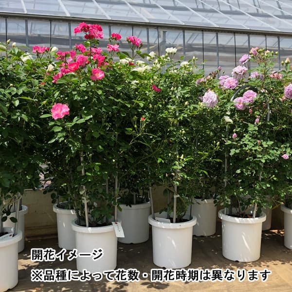 人気ブランド バラの苗 送料無料 つるバラ クリムゾンスカイ8号アンドン オベリスク 仕立て 園芸ネット ガーデニング 農業 プラス大型 苗物 花の苗物 四季咲の赤花大輪種 花の苗物