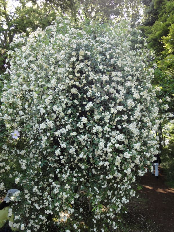 植木 送料無料 長尺つるもの モッコウバラ白花八重5号ポット長さ1 5ｍ10株セット 園芸ネット プラス常緑性