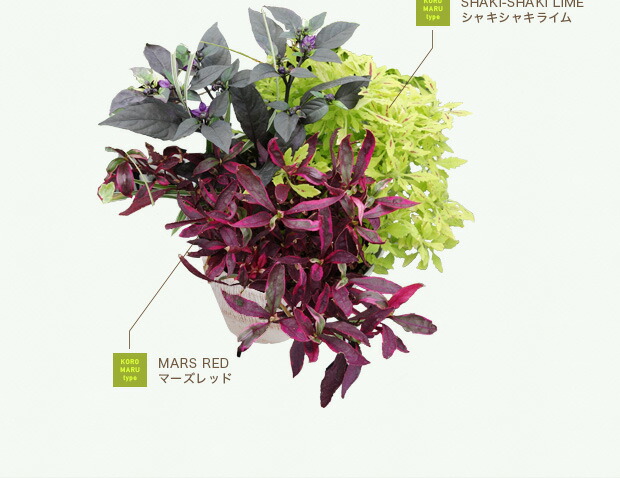 草花の苗/栄養系コリウス:葉っぱのコリンモンキーパズル7.cmポット6株セット