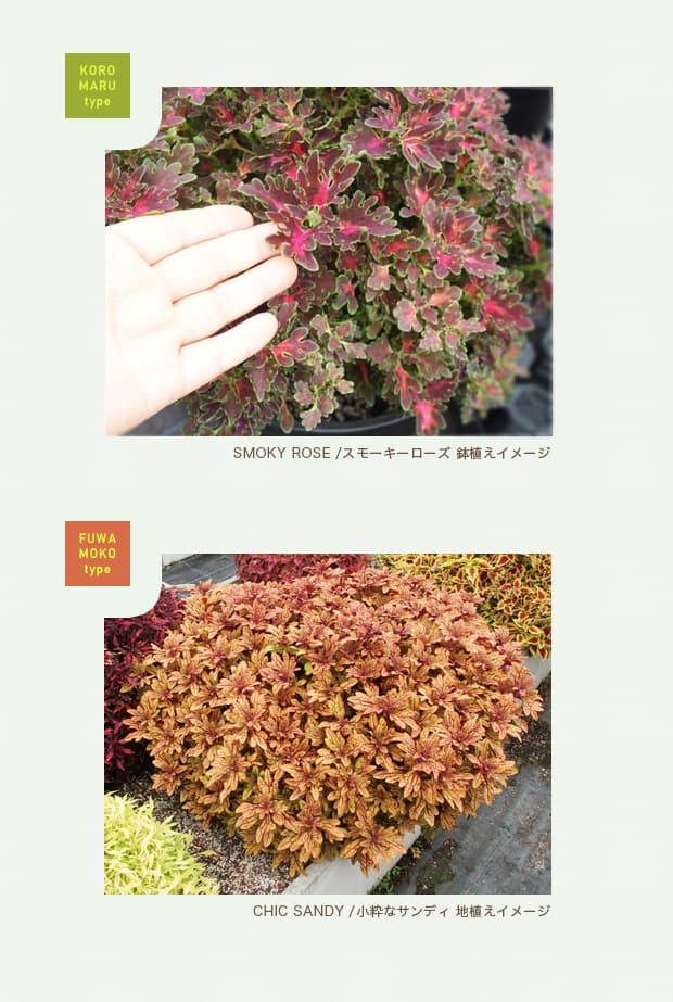 草花の苗/栄養系コリウス:葉っぱのコリンモンキーパズル7.cmポット6株セット