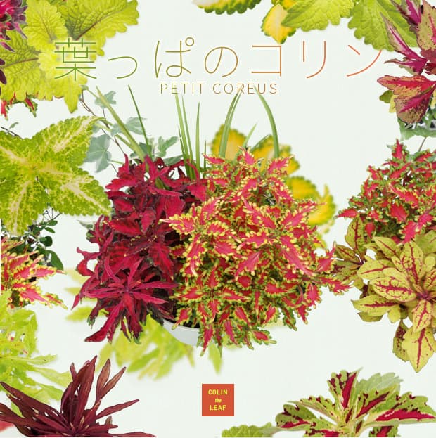 草花の苗/栄養系コリウス:葉っぱのコリンモンキーパズル7.cmポット6株セット