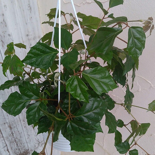 観葉草木 グレープアイビー キッサスロンビフォリア 6サイズ吊り頭蓋骨 Hotjobsafrica Org 観葉草木 グレープアイビー キッサスロンビフォリア 6サイズ吊り頭蓋骨 Hotjobsafrica Org