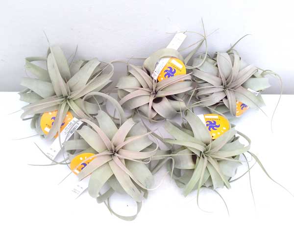 観葉草木 チランジア キセログラフィカ レギュラー号 3根っ子固化 Hotjobsafrica Org