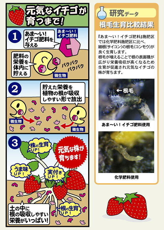 正規販売店 アミノ酸と有機質肥料配合 送料無料 元肥 追肥 あま い イチゴ肥料 2kg入り12袋セット 新しいコレクション返品ok