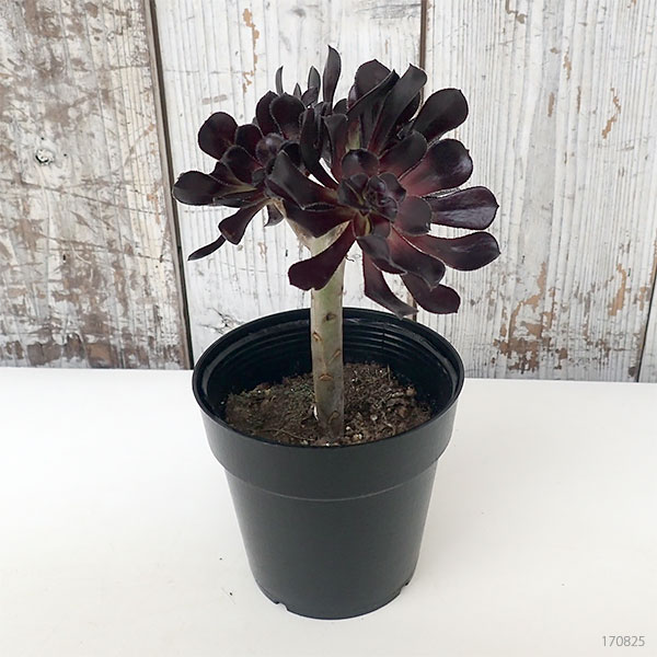 観葉植物 アエオニウム 黒法師 クロホウシ 3 5号鉢植え5株セット Marcsdesign Com