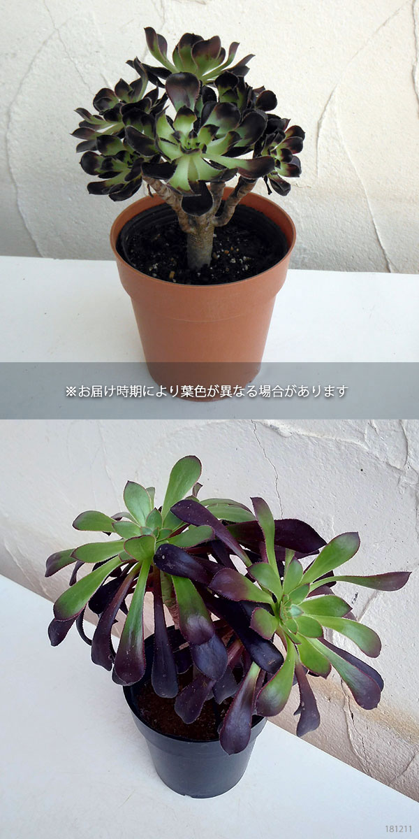 観葉植物 アエオニウム 黒法師 クロホウシ 3 5号鉢植え5株セット Marcsdesign Com
