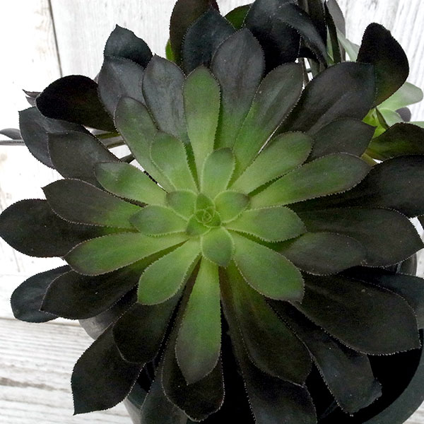 観葉植物 アエオニウム 黒法師 クロホウシ 3 5号鉢植え5株セット Marcsdesign Com