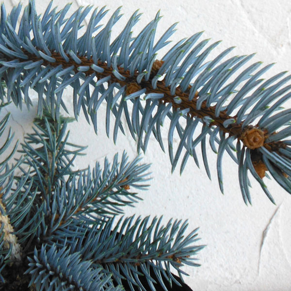 庭木の苗 送料無料 ピセアプンゲンス プンゲンストウヒ ホプシー樹高1mポット入り苗 園芸ネット 花木 植木 花木 ガーデニング 農業 プラス