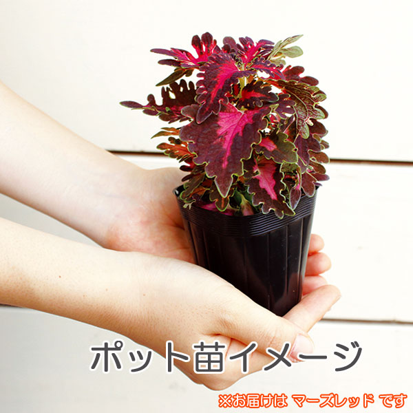 草花の苗/栄養系コリウス:葉っぱのコリンモンキーパズル7.cmポット6株セット