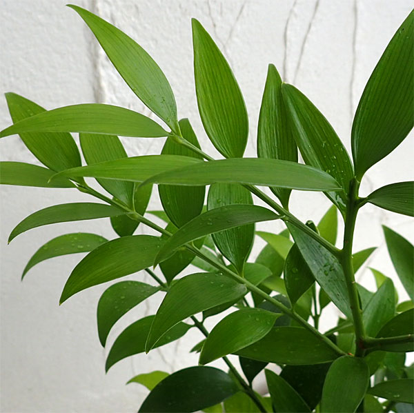 観葉植物 梛 ナギ の木4号陶器鉢植え Korkmazmauritius Com