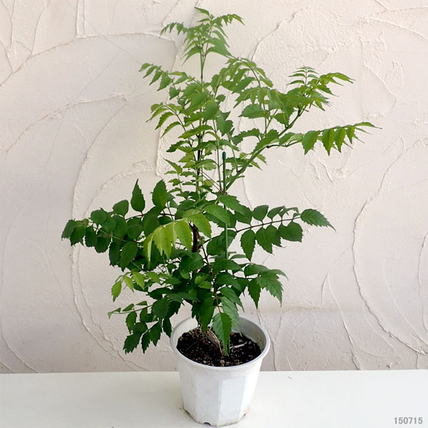 ノウゼンカズラ マダムカレン6号鉢植え Aplusfinance Blog Com