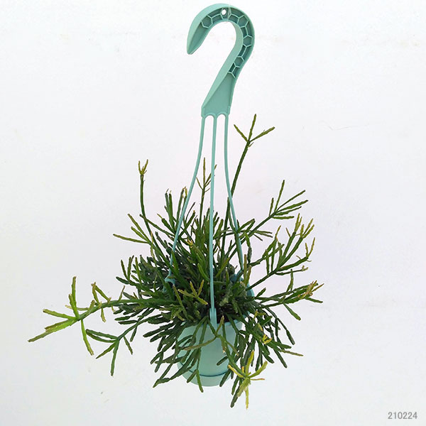 観葉植物 リプサリス エワルディアナ3 5号数吊り汁椀門口 Nobhillmusic Com 観葉植物 リプサリス エワルディアナ3 5号数吊り汁椀門口 Nobhillmusic Com